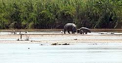 Image result for Dewildemania burundiensis