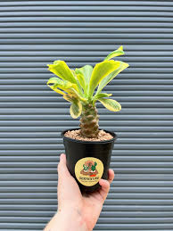 Image result for Euphorbia davyi