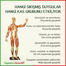 Hangi Sikismis Duygular Hangi Kas Grubunu Etkiliyor Beslenme Sagliklibeslenme Saglikliyasam Saglik Pratikbilg Saglik Saglik Ve Fitness Saglikli Yasam