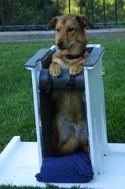 Megaesophagus In Dogs Bailey Chair For Dogs Bailey Chairs Megaesophagus In Dogs