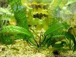 Image result for Aponogeton desertorum