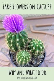 Maybe you would like to learn more about one of these? Do Stores Glue Fake Flowers On Cactus Why And What To Do Succulent Plant Care
