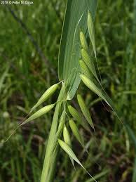 Image result for Avena sativa