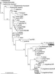 Obrigado por ler a exame! Phylogenetic Analysis Of Trypanosoma Vivax Supports The Separation Of South American West African From East African Isolates And A New T Vivax Like Genotype Infecting A Nyala Antelope From Mozambique Parasitology Cambridge