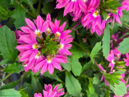 Image result for Scaevola