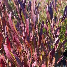 Image result for Dodonaea viscosa