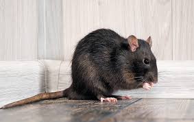 This creature also has pedipalps, which are appendages that sense vibrations and catch prey. Ventura Pest Control Blog Pest Pressures In Ventura County Ca