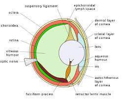 Here are some frequently asked questions about integrating pir motion detectors with security camera systems. Vision In Fish Wikipedia