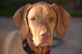 We prove our dogs in akc competitions before breeding to ensure they meet the vizsla. Vizsla Rescue Haven