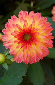 Pin On Beautiful Flowers