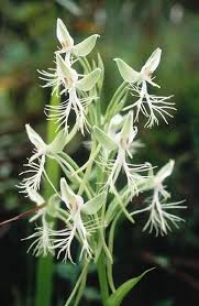 Image result for Habenaria