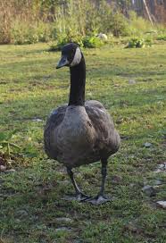 Like puppies, bunnies, babies, and so on. Kentucky Ducks And Geese Fox Run Environmental Education Center