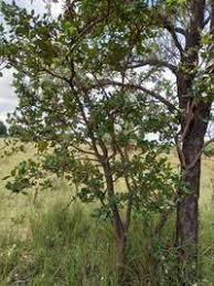 Image result for Psorospermum febrifugum