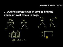 A recent study shows nearly 65% of women of all ages admit to having fantasies of being dominated. 7 Outline A Project Which Aims To Find The Dominant Coat Colour In Dogs Youtube