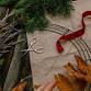 Holiday Wreath Making event image