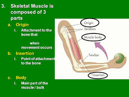 Deployment diagram tutorial covering, what is deployment diagram, deployment diagram notations, deployment diagram elements and how to draw a deployment diagram. Skeletal Muscle Structure Basic Structure This Stuff Is Easy Ppt Download