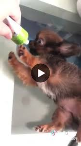 Funny Puppy Videos How To Wake Up Puppy Cute Funny Dogs Puppies Funny Super Cute Dogs