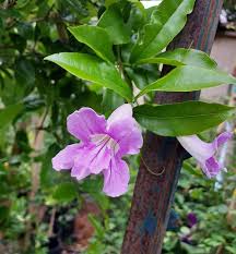 Image result for Bignonia callistegioides