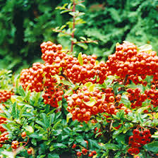 Image result for Pyracantha