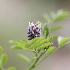 Image result for Millettia usaramensis