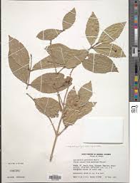 Image result for Lasiodiscus pervillei