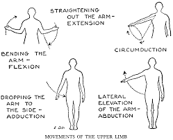 Lesson on thumb abduction vs. Abduction Definition Anatomy Anatomy Drawing Diagram
