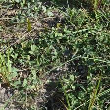 Image result for Tephrosia lupinifolia