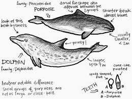 Difference In Dolphin And Porpoise Porpoise Cetacean Dolphins