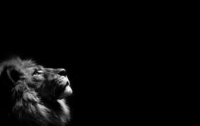 White Lion Hd Background Lion Wallpaper Black And White Lion Macbook Air Wallpaper