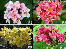 Pin On Plumerias