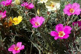 Portulaca pianta dai piccoli fiori gialli coltivata a scopo ornamentale per le vivaci e colorate fioritura che regala nel periodo estivo. Come Coltivare La Portulaca In Vaso Sul Terrazzo Fuori Di Verde