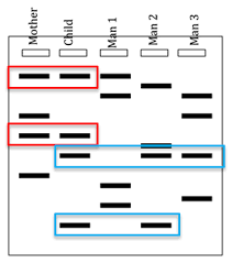 Gel Electrophoresis And Dna Fingerprinting Mhcc Biology 112 Biology For Health Professions