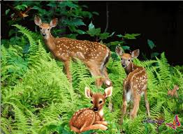 RÃ©sultat de recherche d'images pour "gif de la nature"