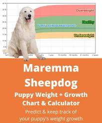Learn everything about the maremma sheepdog dog breed including temperament, care, and more. Maremma Sheepdog Weight Growth Chart 2021 How Heavy Will My Maremma Sheepdog Weigh The Goody Pet