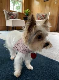 Mountain View Kennels