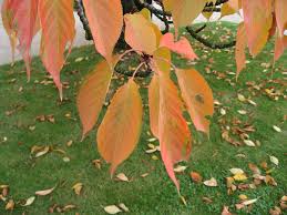 Kwanzan cherry tree in fall. Prunus Kanzan Japanese Flowering Cherry Kwanzan Cherry North Carolina Extension Gardener Plant Toolbox