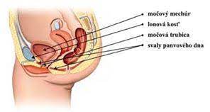 Najčastejšie tie, ktoré sú zamerané na brucho, pás, sedacie a chrbtové svaly. Svet Zdravia Lucenec Kegelove Cvicenia Svalstva Kegelovo Svalstvo Kegelovo Svalstvo Sa Nazyva Rozne Panvove Svalstvo Lonovo Kostrcove Svalstvo Ale Stale Ide O Tu Istu Zostavu Svalov A Tkaniv Ktore Udrzuju Organy Brusnej