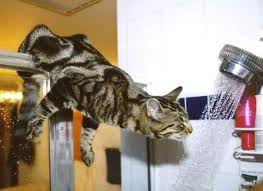 Ten week old kitten : Help Our Kitten Climbs Up Legs To Get To Running Water