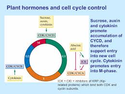 Check spelling or type a new query. Lectures In Plant Developmental Physiology 3 Cr Ppt Video Online Download
