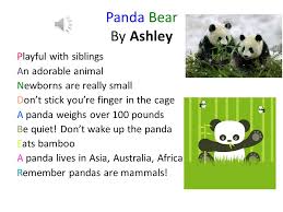 Panda Bear By Ashley Playful With Siblings An Adorable Animal Newborns Are Really Small Don T Stick You Re Finger In The Cage A Panda Weighs Over Ppt Download