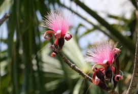 Image result for Pseudobombax