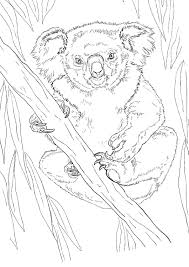 Check spelling or type a new query. Koala Coloring Pages 100 Pictures Free Printable