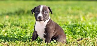 It has a lot of stamina and makes a good watchdog. Blue Nose Pitbull Breed Information Characteristics And Facts