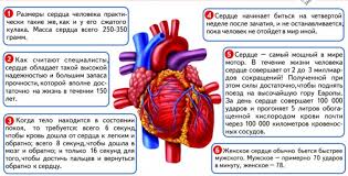 когда начинает биться сердце у ребенка в утробе матери Lyubopytnye Fakty O Serdce