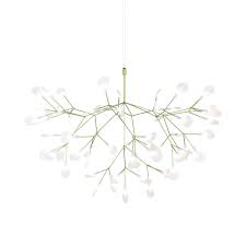 Image result for Heracleum