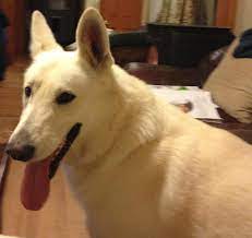 Healthy and trained german shepherd puppies from expert dog breeder. Asj White Shepherds Home Facebook