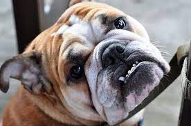 Pet Tips Pet Friendly Apartments Rent Blog Best Dog Breeds Dog Breeds Best Dogs