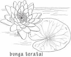 Contoh Gambar Gambar Mewarnai Bunga Teratai Kataucap