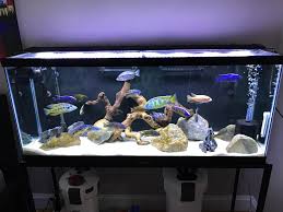 Thousands of original photographs, hundreds of articles, photo contest, tank of the month contest. African Cichlids Tank Aquariums