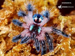 It seems that the female brazilian jewel tarantulas can live up to 15 years but the males only live about four years. Typhochlaena Seladonia Brazilian Jewel My Monsters